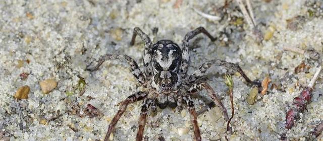 地球生物是不是在“轮回”?已灭绝113年的巨龟再度现身,啥情况
