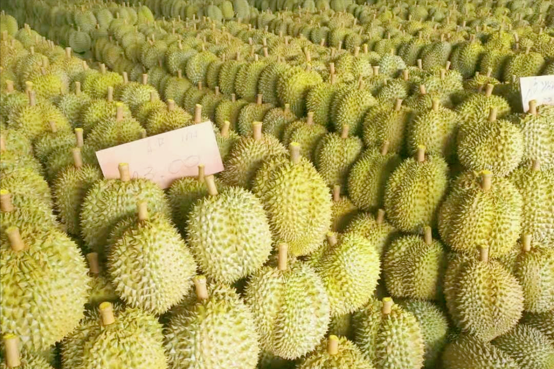 |“榴莲自由”？留给泰国榴莲的时间不多了！
