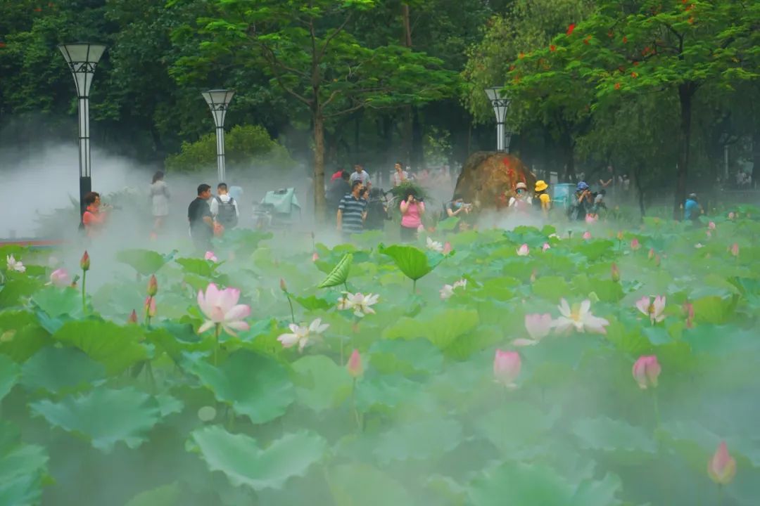 |莲商会 这份赏花攻略,请收下