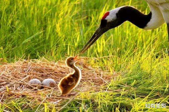 黑龙江|国内值得去的六大沼泽湿地,每个都美得与众不同,你去过几个呢?