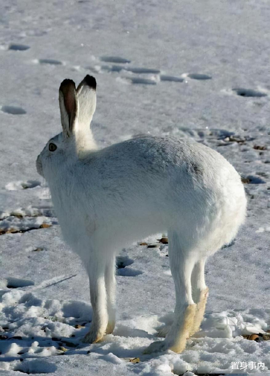 陈瑶|看脸1米5看腿1米7，长着“萝莉脸”的5位高挑女星，个个叫人羡慕