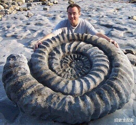 20个极为罕见的古生物化石,颠覆你对古代生物的想象