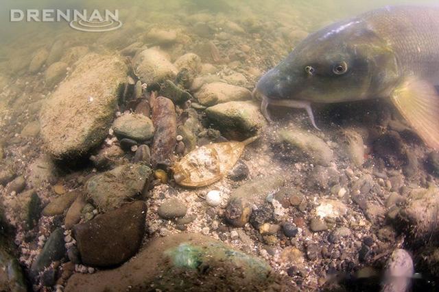 话说欧鲤钓|《话说欧鲤钓》诱钓篇,窝料坠节