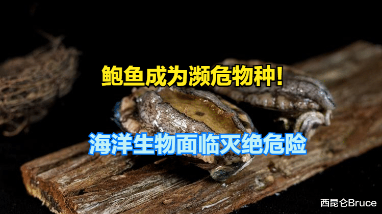 鲍鱼成濒危物种!10%海洋生物有灭绝危险,网友:佛跳墙没灵魂了