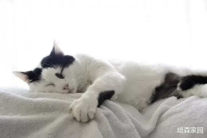 我家猫咪又“应激”啦怎么办！急~在线等~ 这几招教你轻松缓解