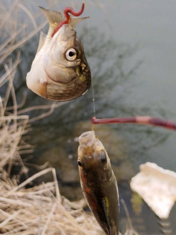 饵料|冬季野钓鲫鱼口轻、挡口解决办法，出口清晰有口就中鱼