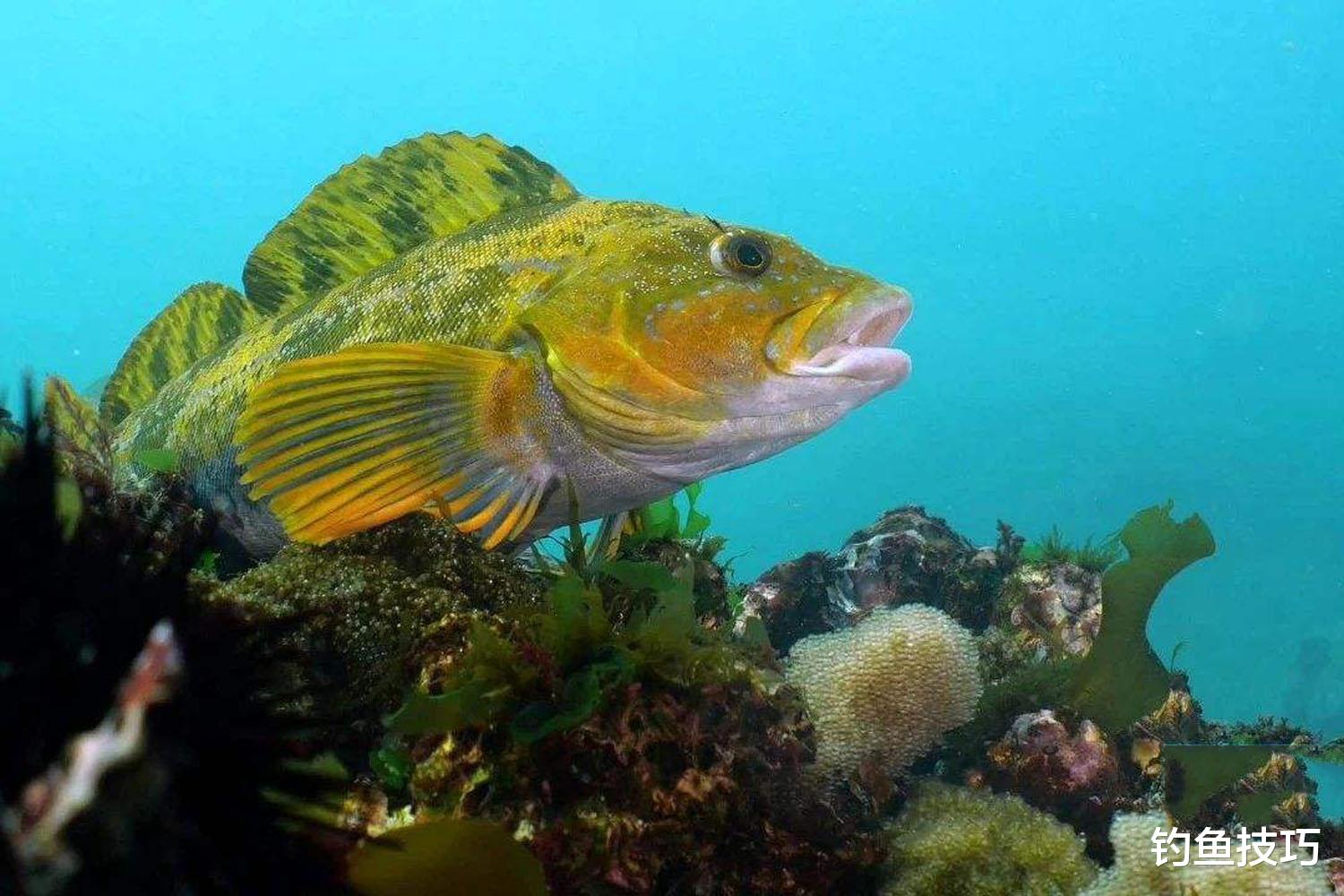 黄鱼|怎样钓六线鱼？六线鱼喜欢吃什么？六线鱼的觅食习性和垂钓技巧
