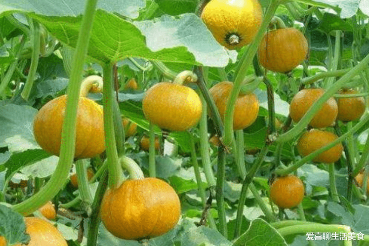 便秘|小满将至,记得给家人吃3果4瓜,清心又消暑,一家老小舒心过夏天!