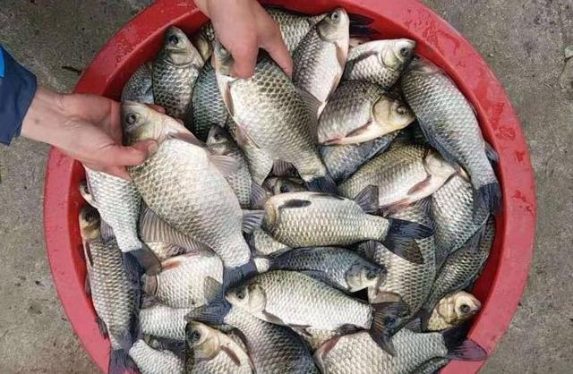 |用蚯蚓钓鱼不注意这五点，鱼再多也不一定钓多鱼