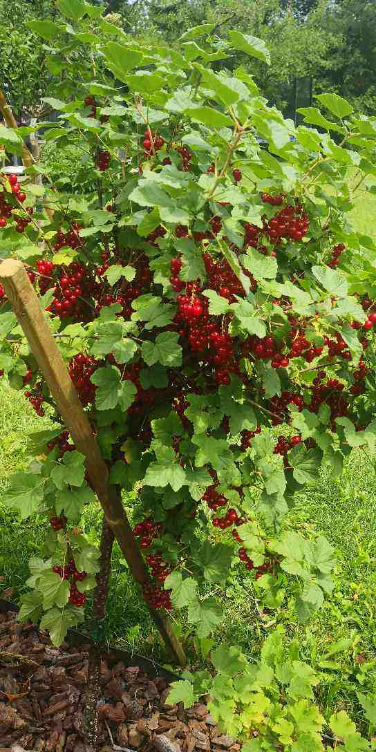 阳台也能结果的果树,春天养一棵,果子挂满枝头,吃到爽