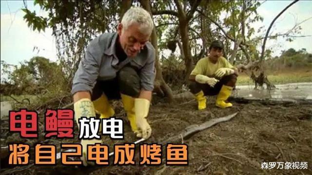 对别人狠对自己更狠的电鳗,一言不合,就敢把自己电成烤鱼