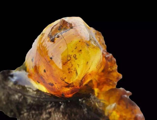 科学家发现“地狱蚂蚁”,被困了9900万年,至今仍在咬食猎物