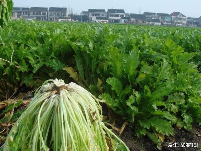 “大雪吃4雪,一冬不上火”!哪“4雪”?应季而食,健康过冬
