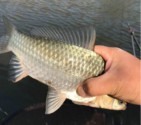 饵料|夏季多高温，拿起鱼竿别急钓！掌握3条“法则”，鱼获提高80%