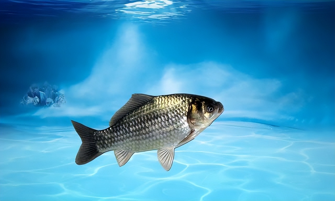 钓鱼|在冬季钓鲫鱼的“窗口期”出钓,能过把钓鱼瘾,还可能连竿爆护