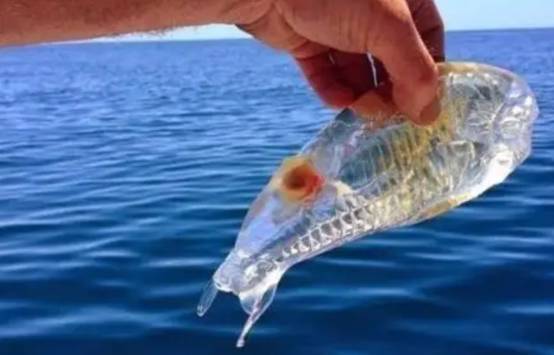 会“隐身”的海洋生物,你见过吗?专家:它是浮游界的恶魔
