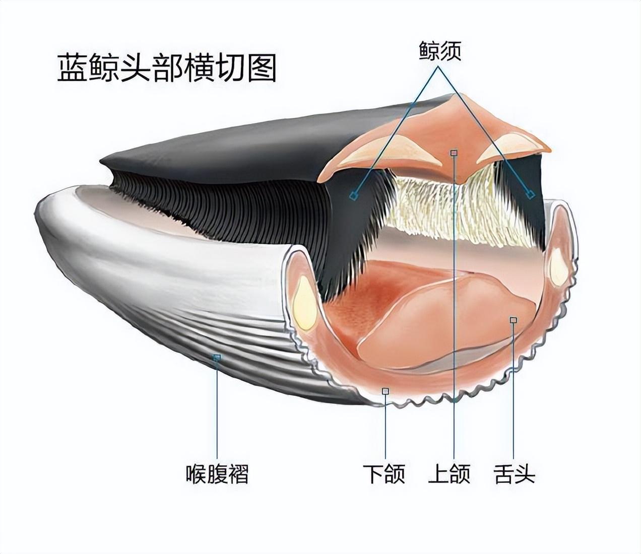 潜水员被鲸鱼吞下后,竟奇迹般生还!是如何做到的?