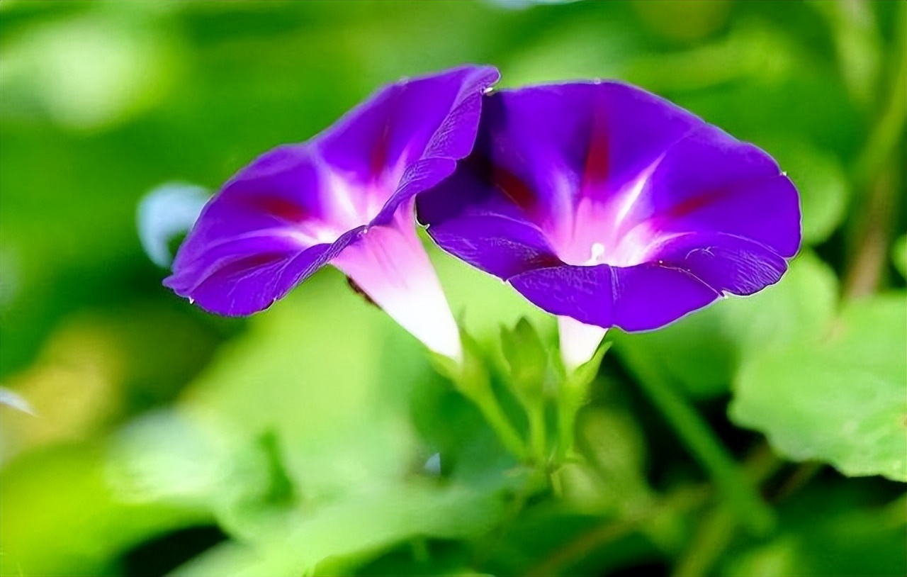 |钓友们到户外钓鱼,遇到这4种野生植物最好别“招惹”,有毒