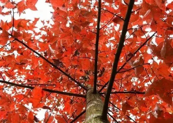 小红书|枫红了！广西标志性赏枫秘境，又到最佳观赏期！|广西旅游年卡