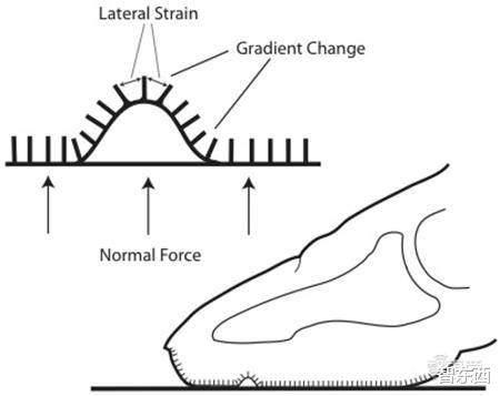 机器人|机器人“仿人”技术新突破,超灵敏手指触觉,还能剥香蕉、穿衣服!