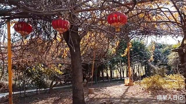 汉江|打卡武汉郊区一座被葡萄树包围的农家乐，建在汉江边上，景色幽深