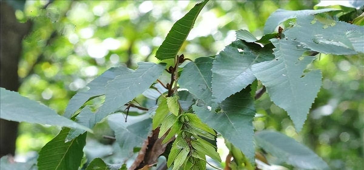 “地球独子”普陀鹅耳枥，野生植株全球仅一棵，曾上天宫一号育种