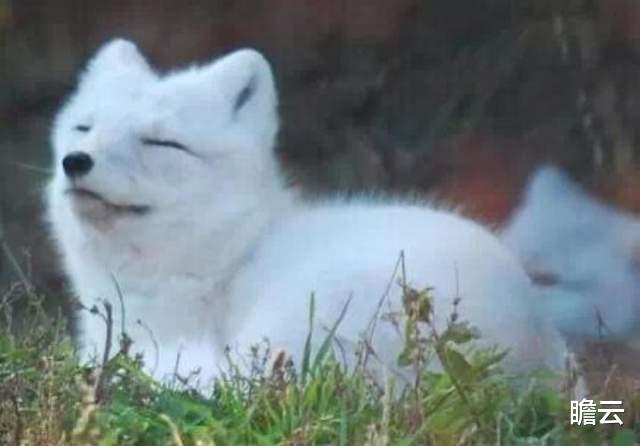 猫科动物战斗力那么强,为什么没有将犬科动物淘汰掉?