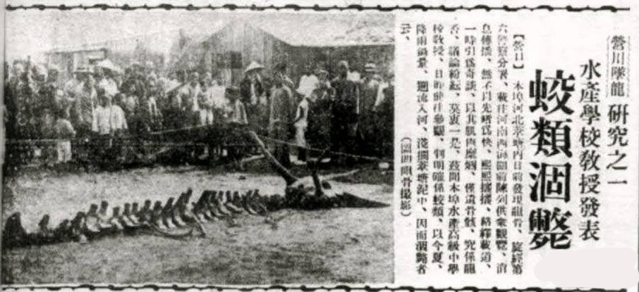 北极熊吃出“龙骨”,明明只是个哺乳动物,为何神似中国龙?