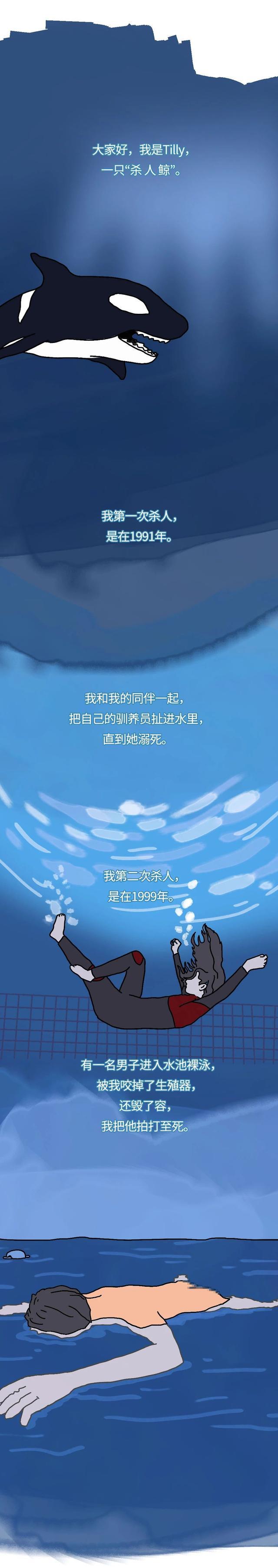 与人类友好的虎鲸,为何变身“杀人鲸”?(漫画科普)真相痛心!