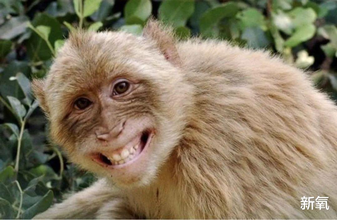 美丽|她初脸就能美到摄魂,整形后虽然直男斩但永远失去的魅力是…