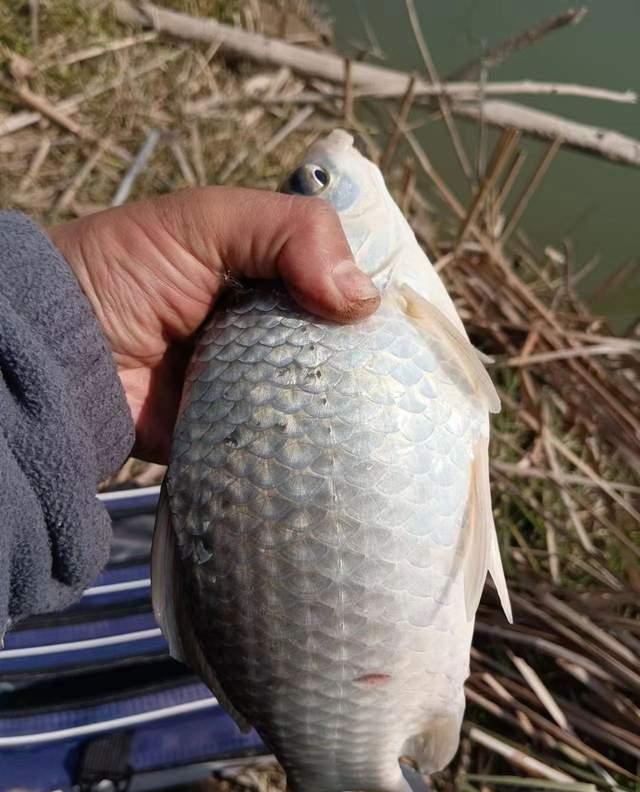 |浅谈深冬野钓的窗口期，全天都有口，掌握好节奏就行