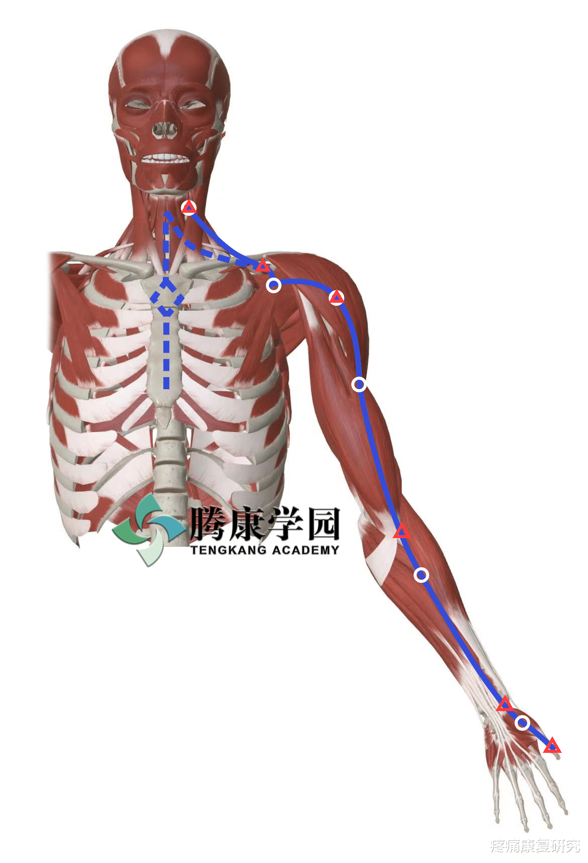 经络|【筋膜线与经络】上肢前向筋膜线与手太阴肺经
