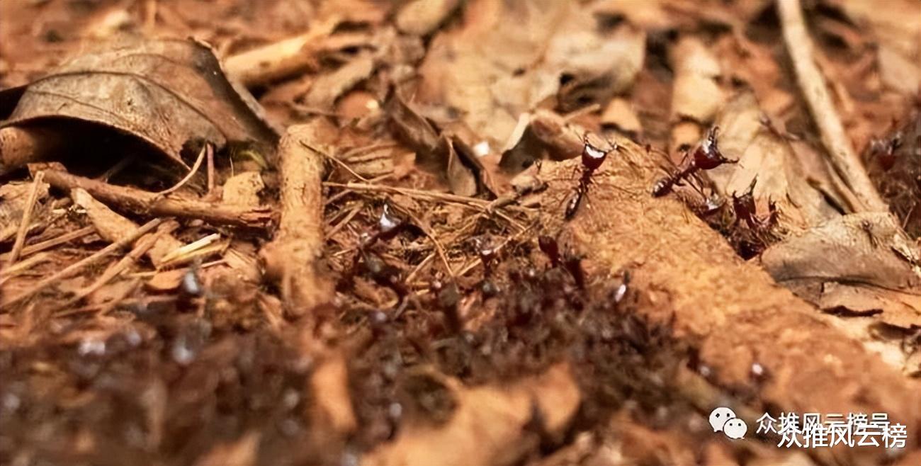 世界上最危险的十大昆虫,其中有些就在我们身边