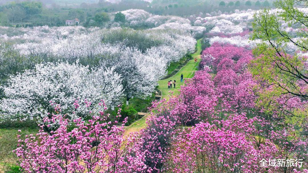 |黄陂春季赏花指南 | 花花接力，杜鹃花初开，郁金香灿烂