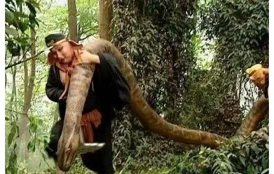 蟒蛇|猪八戒扛的是真蟒蛇，武松打的是真老虎，很多没见到的珍贵画面