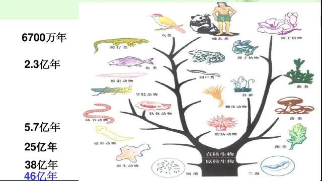 杨振宁:宇宙结构不是偶然的,有造物者存在