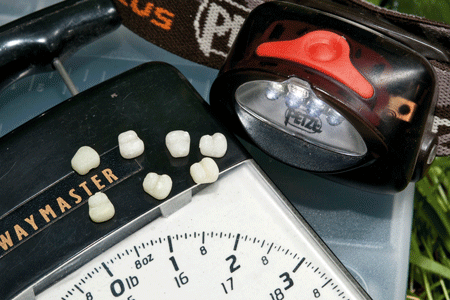 |欧鲤钓小技巧之12:夜钓技巧