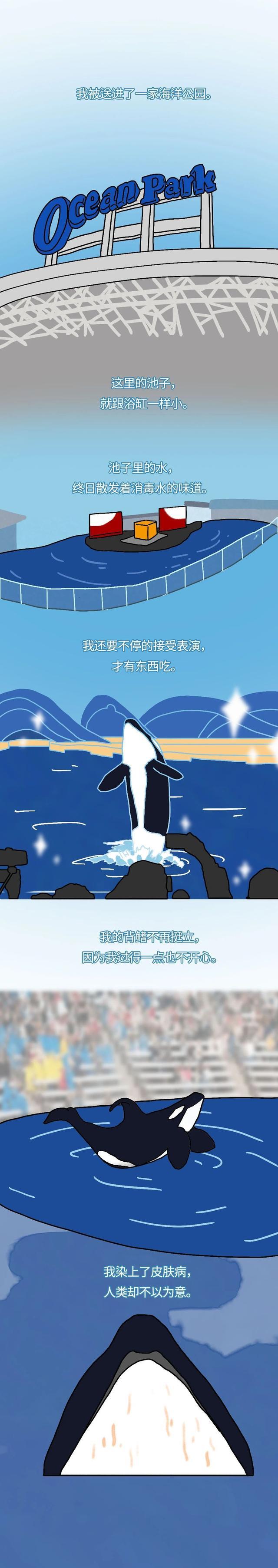 与人类友好的虎鲸,为何变身“杀人鲸”?(漫画科普)真相痛心!