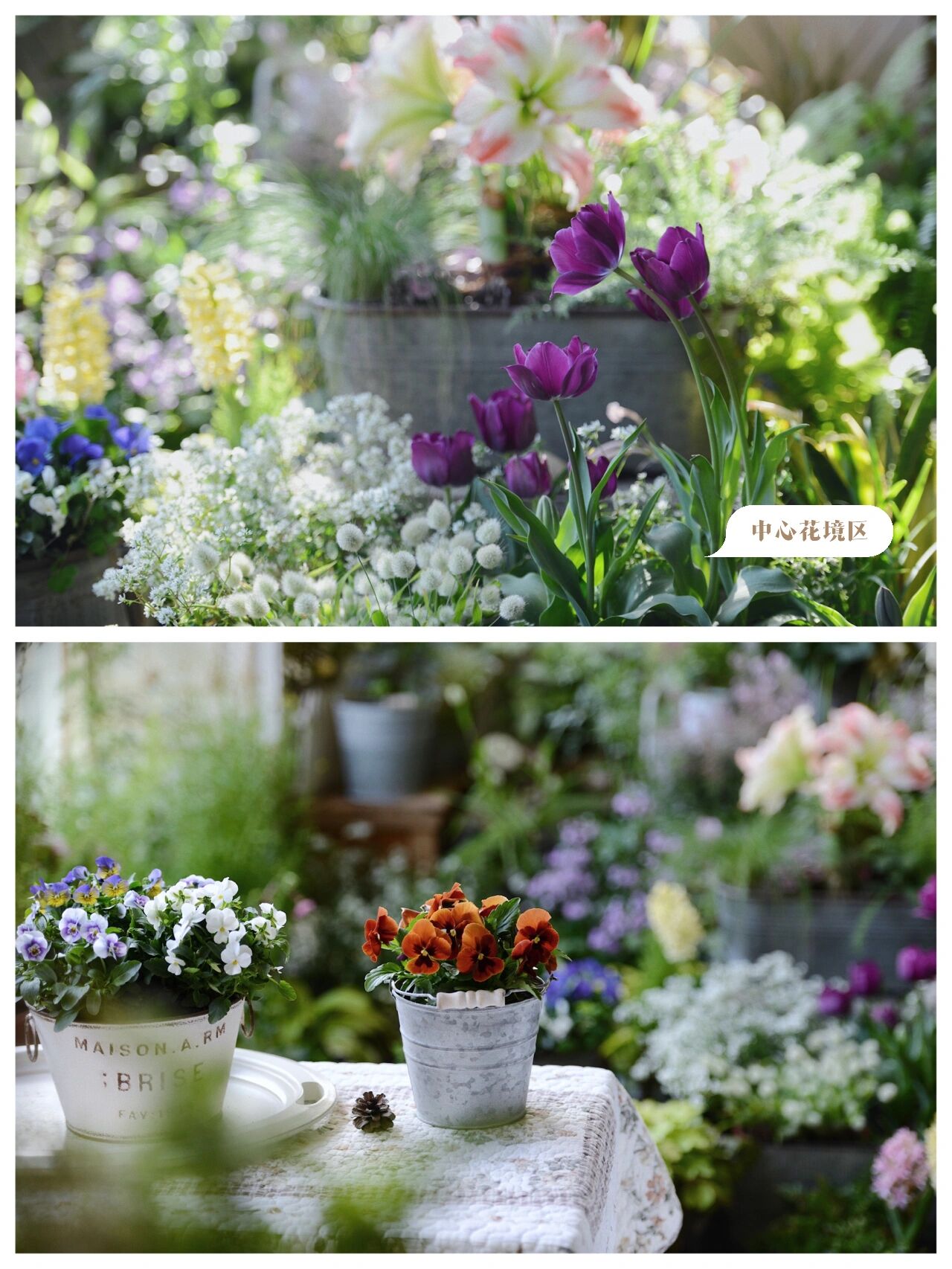 没有大院子,14㎡方寸阳台也能打造“四季小花园”,被美到了