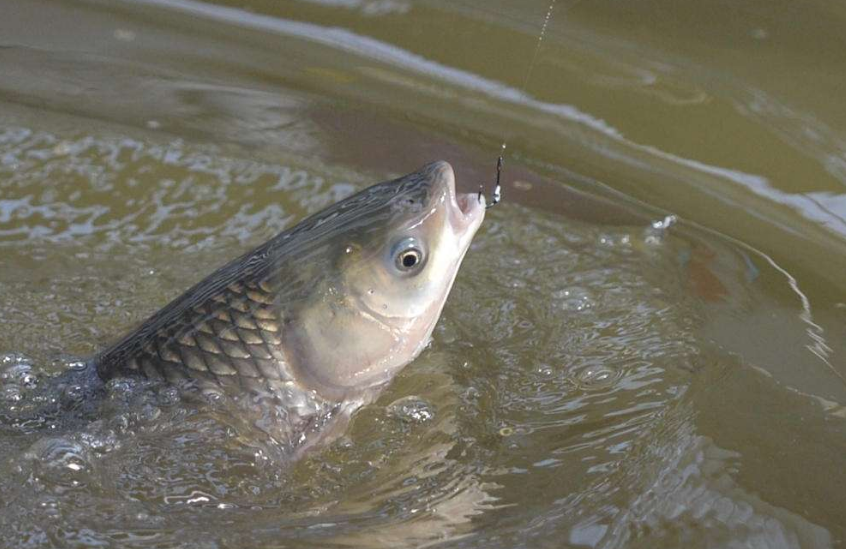 饵料|伏天到,大鱼的“藏身地”在这4处,抢到大鱼上不停,渔获不用愁