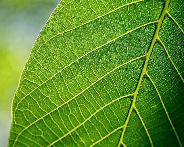 一个密闭的空间里,多少株植物产生的氧气能供一个人呼吸?