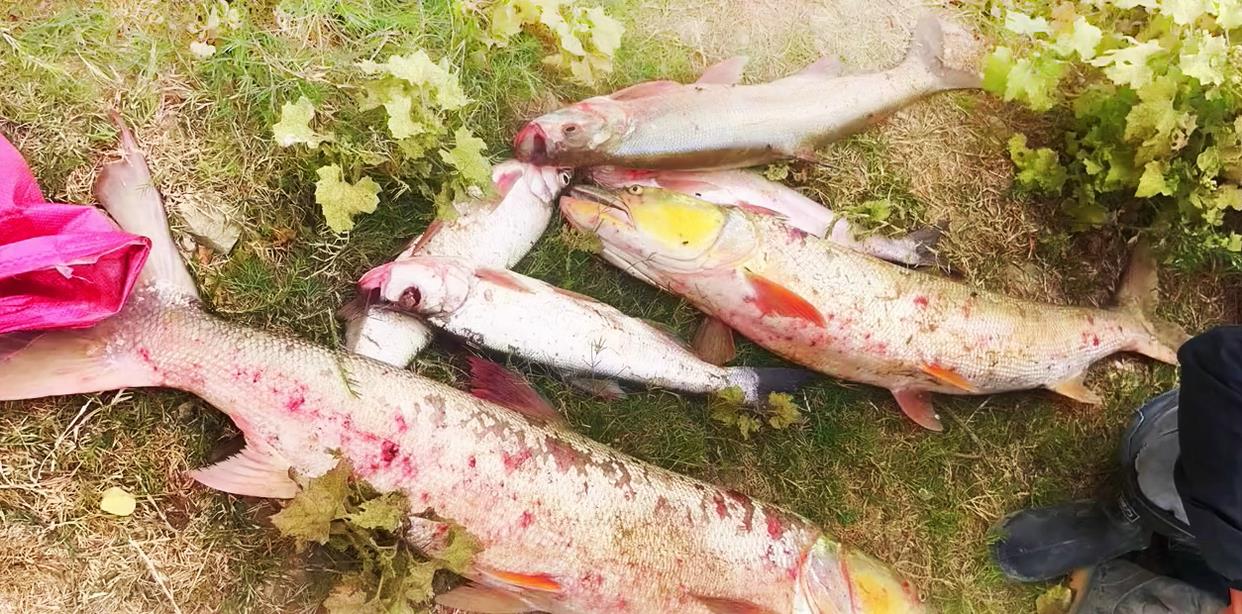 赣江水浅,鱤鱼泛滥?当地钓友:有人一天钓十几条,网友热议