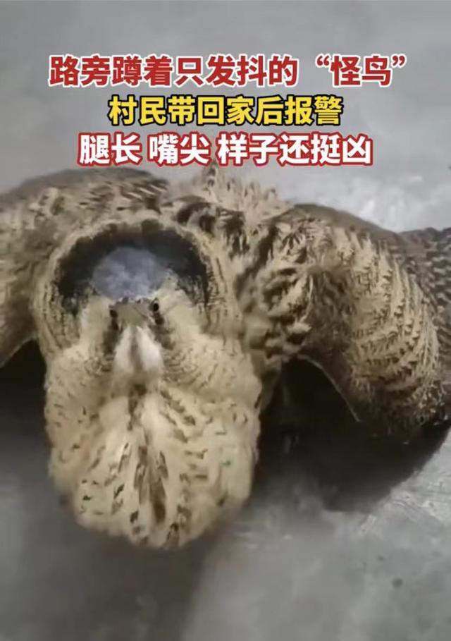 男子回家偶遇“怪鸟”,到家一看真面貌后立刻报警:长得怪