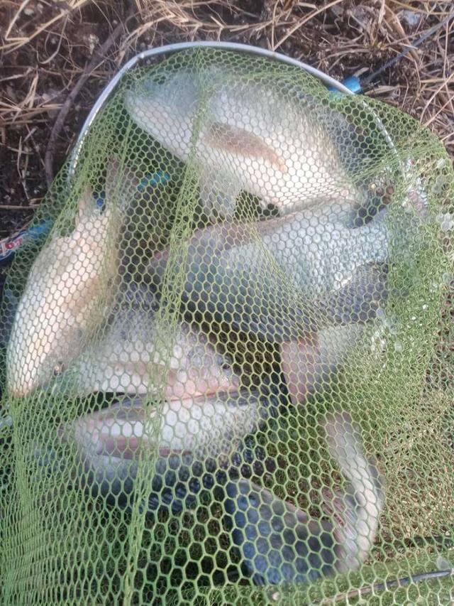 |再战X基地,这次想要爆护不容易