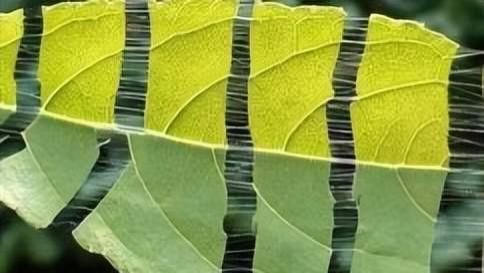 杜仲叶提取物在生物学上功能有哪些？这5点很重要