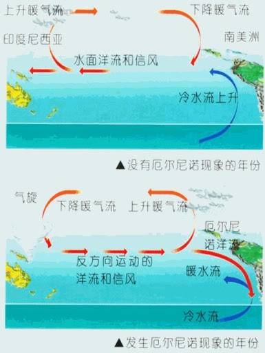 鲸鱼是怎么拉粑粑的?为什么说它们的粪便价值超过50万美元?