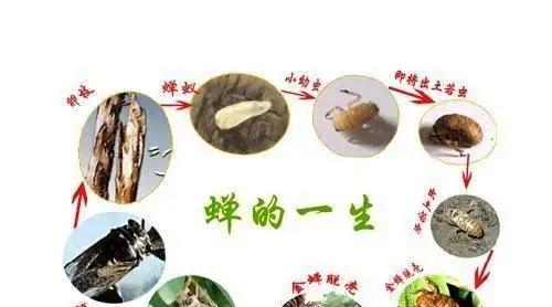 蝉会变成蛹吗?它在地下要待几年才能羽化?