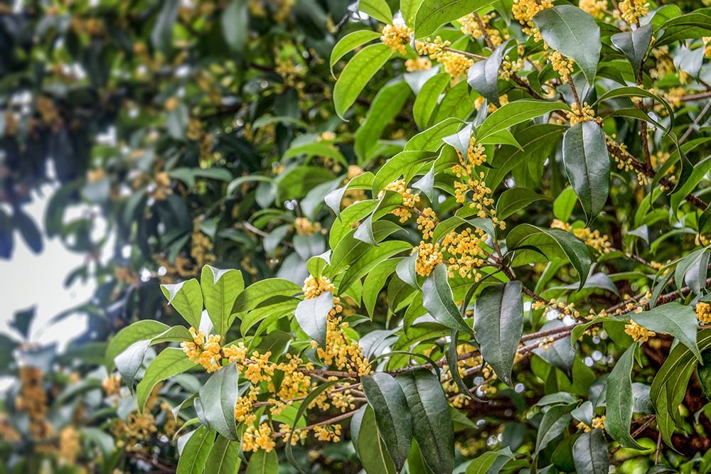 季节错了吗？春或秋，马尾桂树