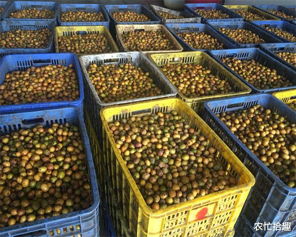 树上成熟没人摘,10月掉满地却很多人捡,做成糕点卖30元一斤