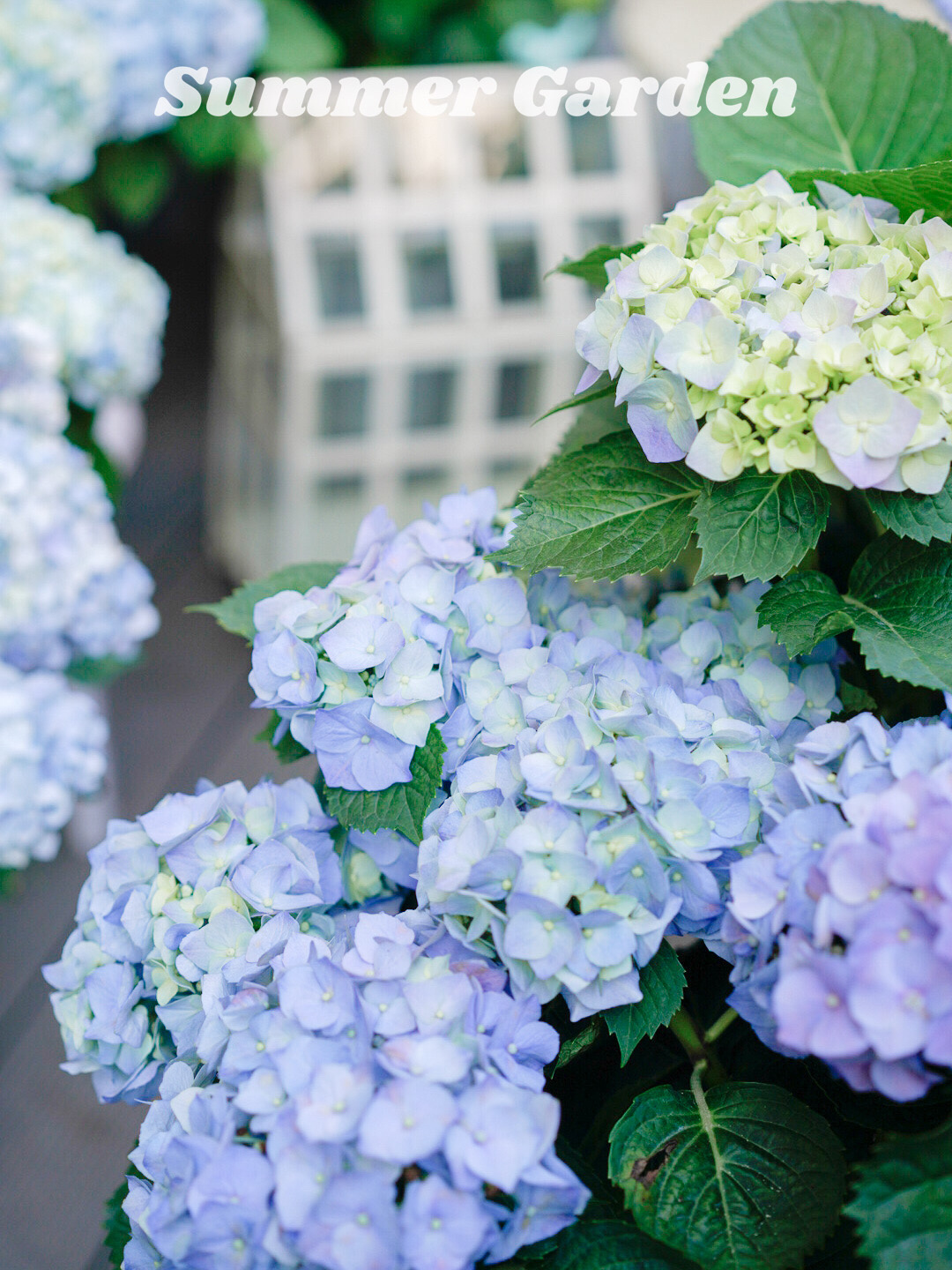 20㎡一楼小院,DIY打造杂货花园,倒腾了一年时间,如今又仙又美